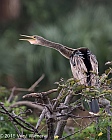 Veryl Witmer, Anhinga, Wakodahatchee Wetlands, Palm Beach Co., FL 