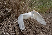 Veryl Witmer, Cattle Egret, Green Cay Wetlands, Palm Beach Co., FL