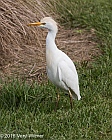 Veryl Witmer, Cattle Egret, Green Cay Wetlands, Palm Beach Co., FL