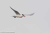 Veryl Witmer, Caspian Tern, Green Cay Wetlands, Palm Beach Co., FL