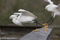 Veryl Witmer, Snowy Egret, Green Cay Wetlands, Palm Beach Co., FL