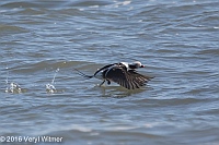 Veryl Witmer, Long-tailed Duck, Jones Beach State Park, NY