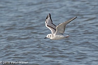 Veryl Witmer, Bonaparte's Gull, Jones Beach State Park, NY