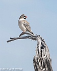 Veryl Witmer, Scaly-feathered Finch, Etosha National Park, Namibia