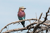Veryl Witmer, Lilac-breasted Roller, Etosha National Park, Namibia, 