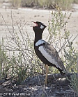 Veryl Witmer, Northern Black Korhaan, Etosha National Park, Namibia