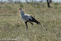 Veryl Witmer, Secretarybird, Etosha National Park, Namibia