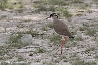 Veryl Witmer, Crowned Lapwing, Etosha National Park, Namibia