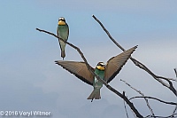 Veryl Witmer, European Bee-eater, Etosha National Park, Namibia