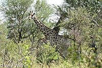 Giraffe, Kruger National Park, Mpumalanga, South Africa