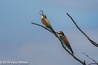 Veryl Witmer, European Bee-eater, Etosha National Park, Namibia, March 12, 2016