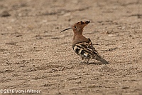 Veryl Witmer, African Hoopoe, Etosha National Park