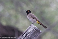 Veryl Witmer, African Red-eyed Bulbul, Etosha National Park, Namibia