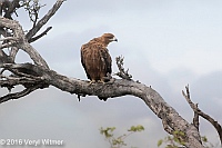 Veryl Witmer, Tawny Eagle, Etosha National Park, Namibia
