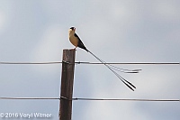 Veryl Witmer, Shaft-tailed Whydah, Okonjima, Namibia
