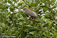 Veryl Witmer, Red-faced Mousebird, Walvis Bay, Namibia