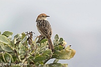 Veryl Witmer, Levaillant's Cisticola, Strandfontein WTP, Western Cape, South Africa