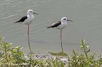 Veryl Witmer, Black-winged Stilt, Strandfontein WTP, Western Cape, South Africa