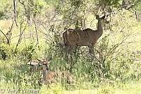 Kruger National Park, Kudu, Mpumalanga, South Africa
