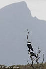 Veryl Witmer, Pied Crow, Strandfontein WTP, Western Cape, South Africa