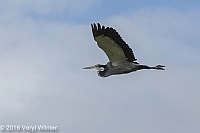 Veryl Witmer, Black-headed Heron, Strandfontein WTP, Western Cape, South Africa