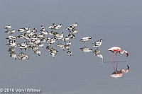 Veryl Witmer, Strandfontein WTP, Western Cape, South Africa, Pied Avocets and Lesser Flamingo
