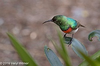 Veryl Witmer, Southern Double-collared Sunbird, Kirstenbosch Botanical Garden, South Africa