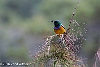Veryl Witmer, Orange-breasted Sunbird, Kirstenbosch Botanical Garden, South Africa