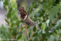 Veryl Witmer, Karoo Prinia , Kirstenbosch Botanical Garden, South Africa