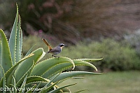 Veryl Witmer, Cape Robin-chat, Kirstenbosch Botanical Garden, South Africa