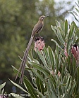 Veryl Witmer, Cape Sugarbird, Kirstenbosch Botanical Garden, South Africa