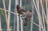 Veryl Witmer, Cape Bulbul, The Garden Route, Sedgefield, South Africa