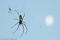 Golden Orb-web Spider, Mpumalanga, South Africa
