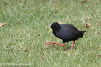 Veryl Witmer, Black Crake, Sedgefield, South Afrlica