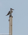 Veryl Witmer, Pied Kingfisher, Sedgefield, South Africa