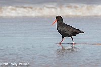 Veryl Witmer, African (Black) Oystercatcher, Sedgefield, South Africa