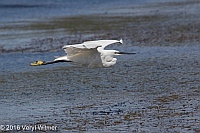 Veryl Witmer, Little Egret, Bo-langvlei, Wilderness Nat. Park, South Africa