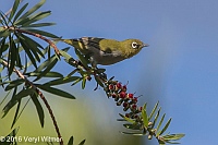 Veryl Witmer, Cape White-eye, Sedgefield, South Africa