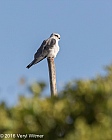 Veryl Witmer, The Garden Route, Sedgefield, South Africa, Black-shouldered Kite