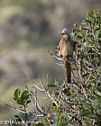 Veryl Witmer, Speckled Mousebird, Sedgefield, South Africa