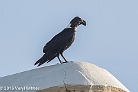 Veryl Witmer, White-necked Raven, The Garden Route, Sedgefield, South Africa