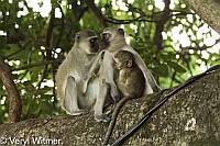 Mpumalanga, South Africa, Vervet Monkey