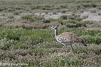 Kori Bustard, Veryl Witmer, Namibia, Etosha National Park