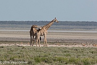 Veryl Witmer, Giraffe, Etosha National Park, Namibia