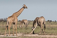 Veryl Witmer, Giraffe, Etosha National Park, Namibia, March 11, 2016