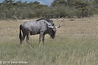 Veryl Witmer, Blue Wildebeest, Etosha National Park, Namibia