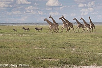 Veryl Witmer, Giraffe, Etosha National Park, Namibia, Burchell's Zebra