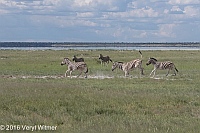 Veryl Witmer, Zebra, Etosha National Park, Namibia
