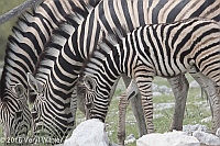 Veryl Witmer, Burchell's Zebra, Etosha National Park, Namibia