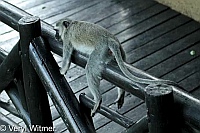 Mpumalanga, South Africa, Vervet Monkey